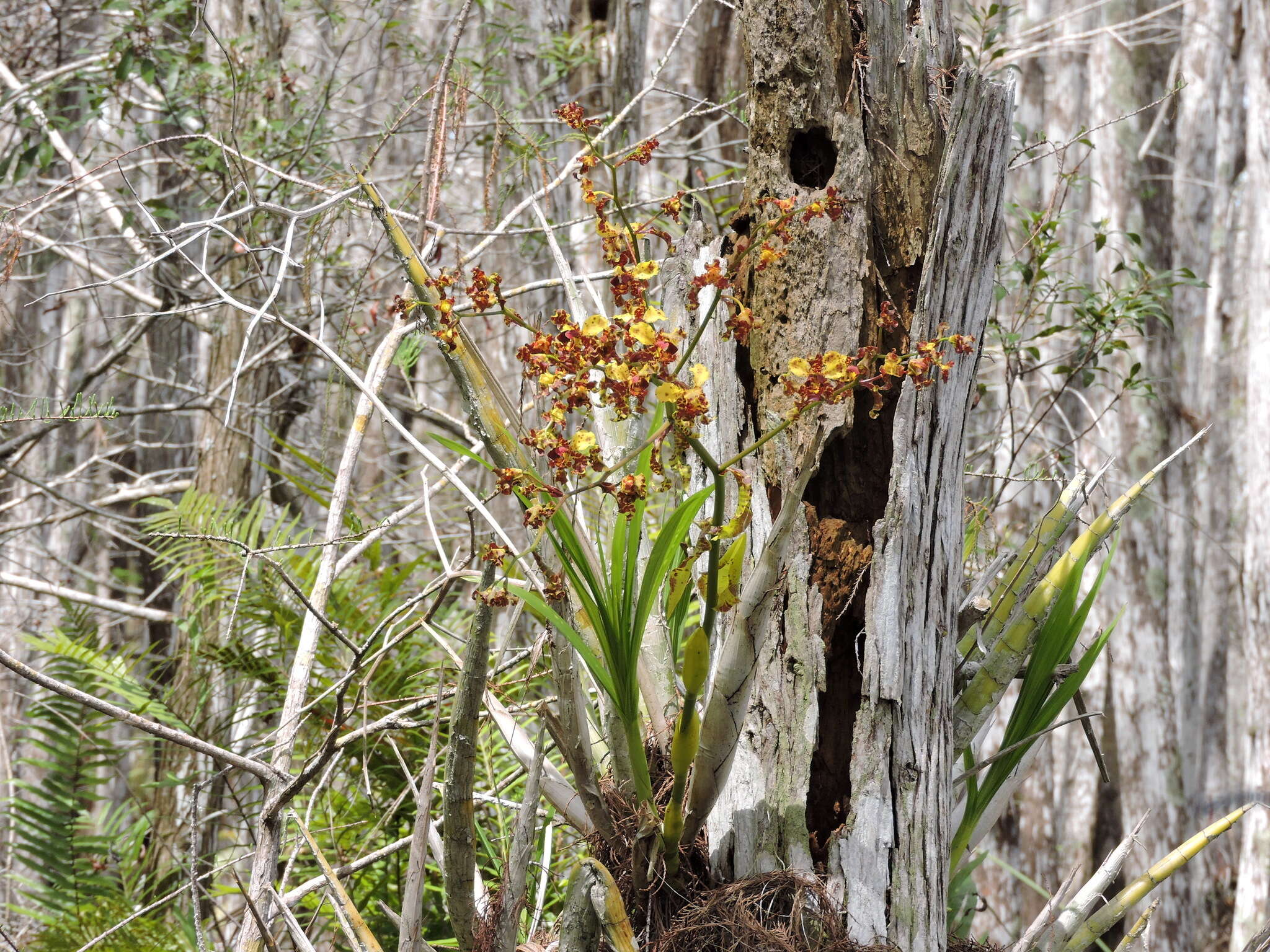 Image of cowhorn orchid