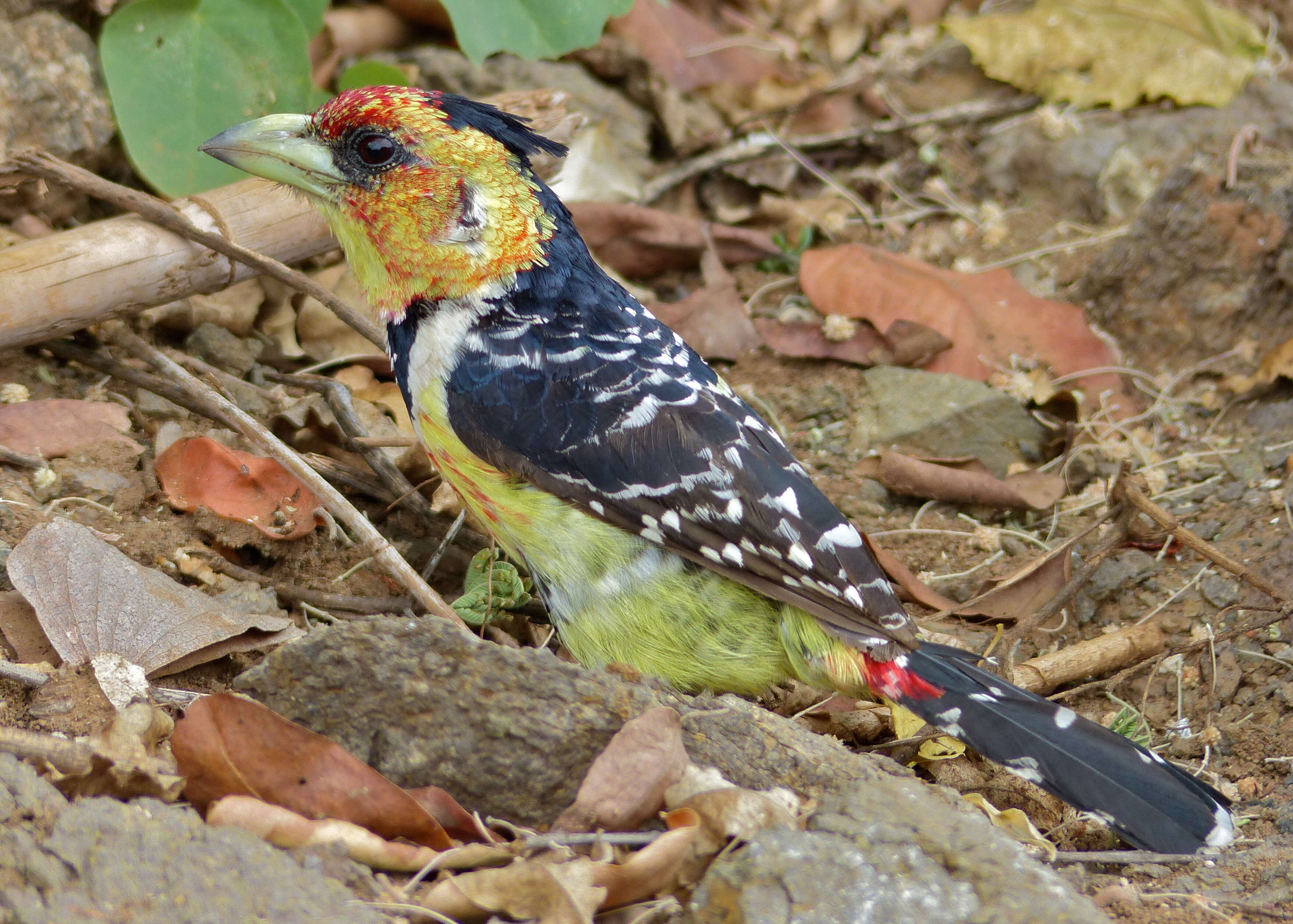 Image of Crested Barbet