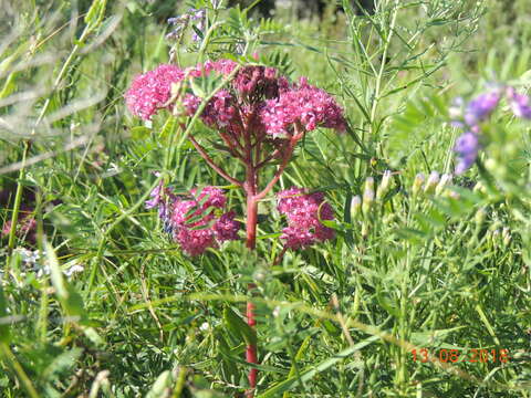 Hylotelephium telephium (L.) H. Ohba resmi