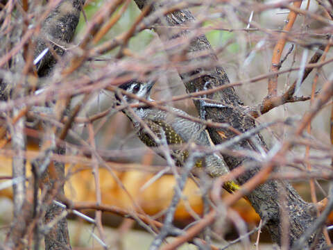 Image of Bearded Woodpecker