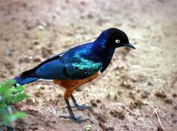 Image of Superb Starling