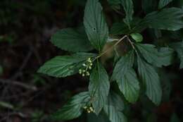 Image of Varronia foliosa (Mart. & Gal.) A. Borhidi