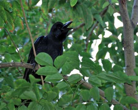 Image of Large-billed Crow