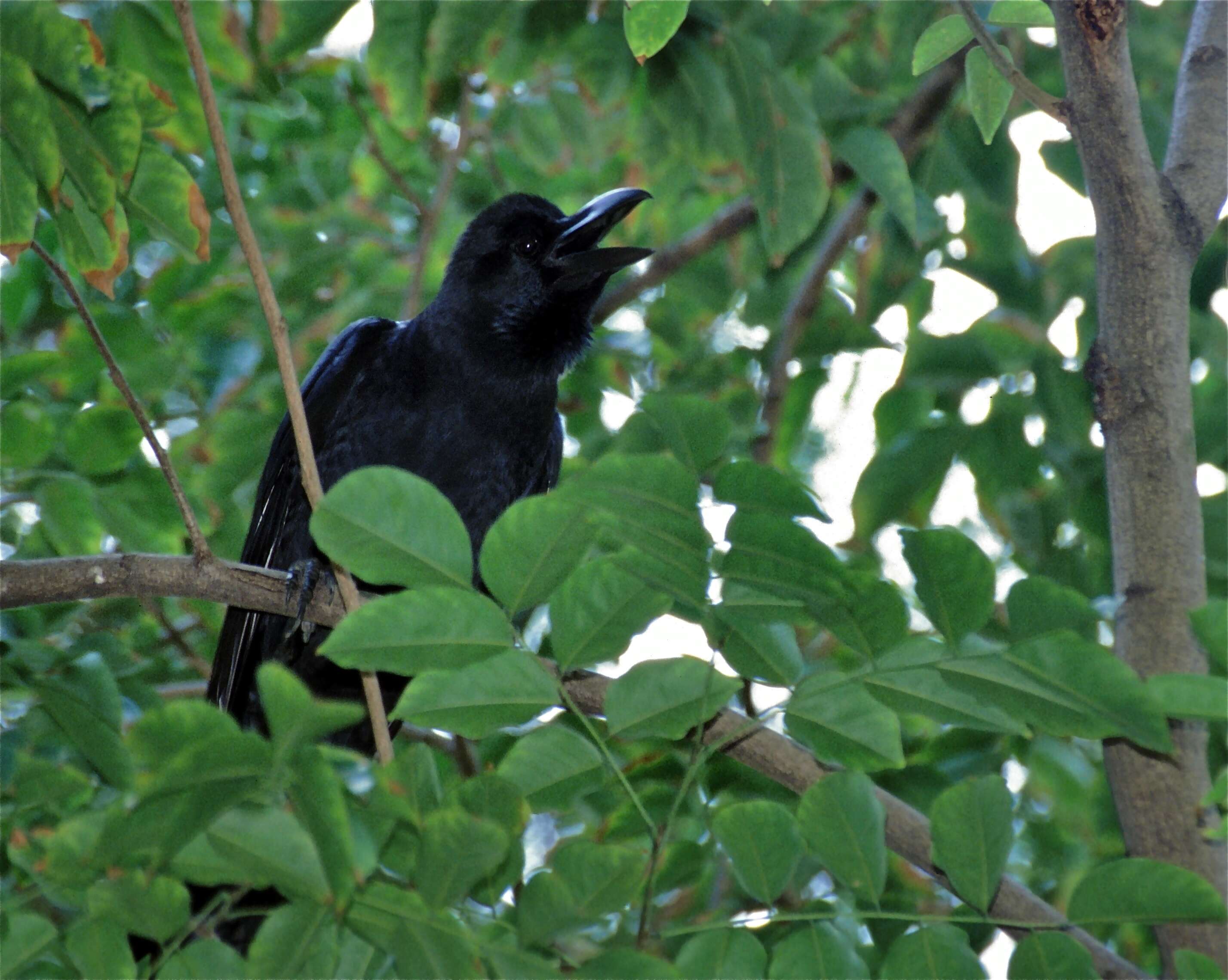 Image of Large-billed Crow