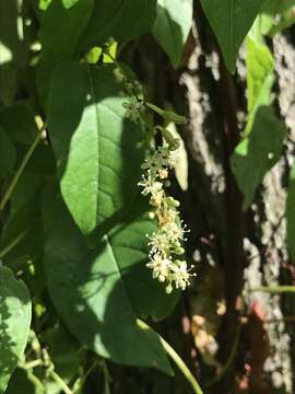 Image of American buckwheat vine