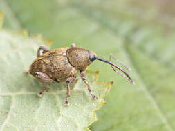 Imagem de Curculio nucum Linnaeus & C. 1758