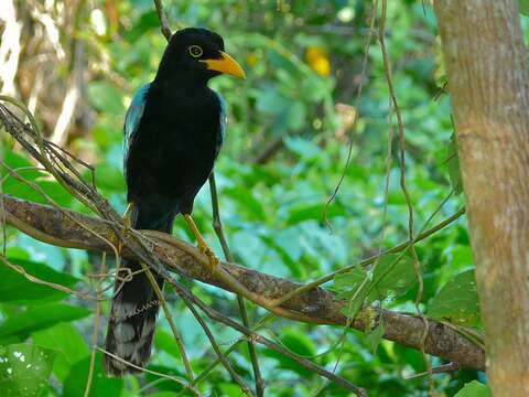 Imagem de Cyanocorax yucatanicus (Dubois & Ajc 1875)