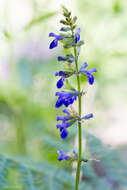 Image of desert indigo sage