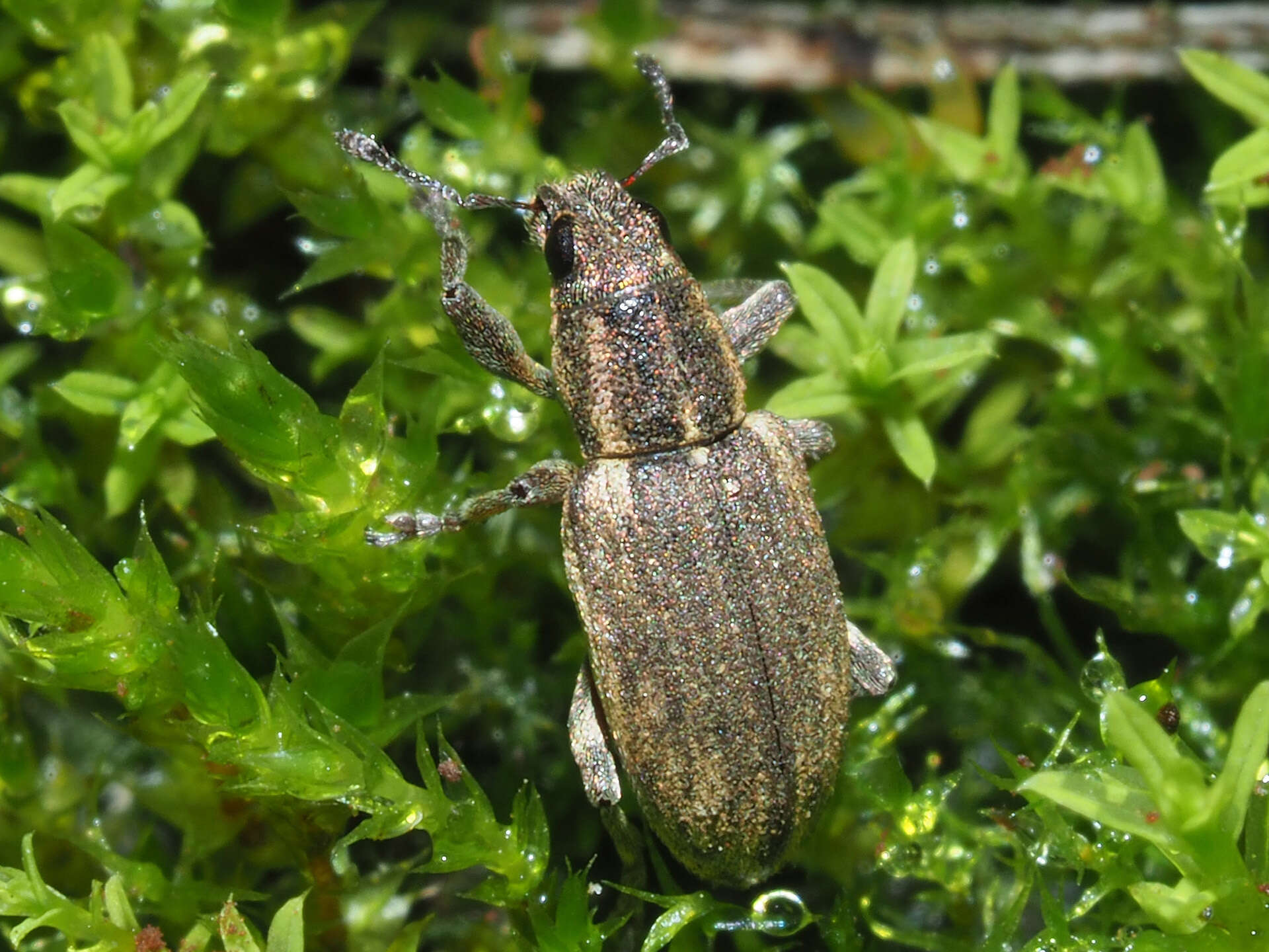 Image of Sitona humeralis Stephens 1831