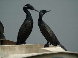 Image of Indian Cormorant