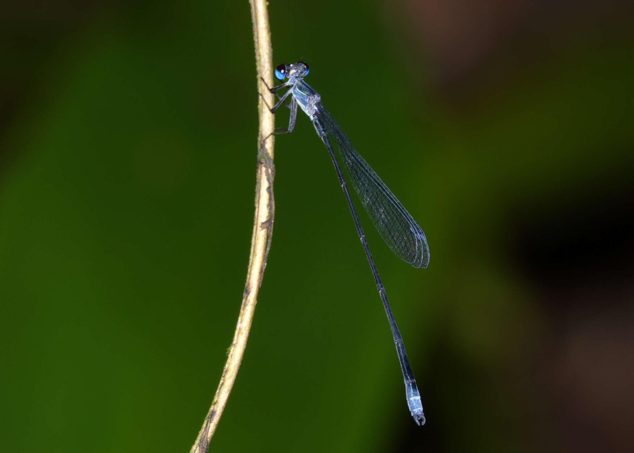 Image of Neosticta silvarum (Sjöstedt 1917)