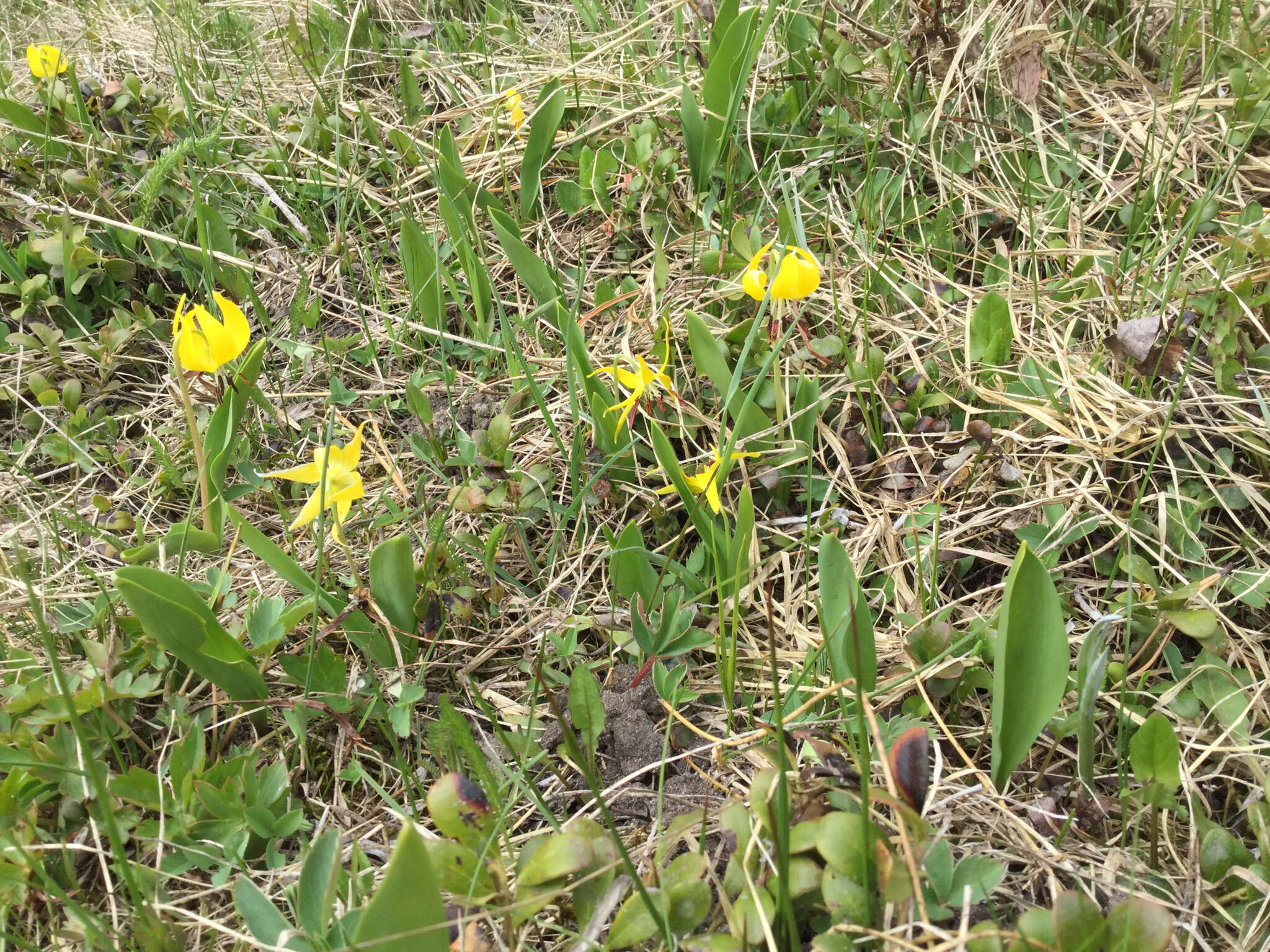 Image of Glacier Lily