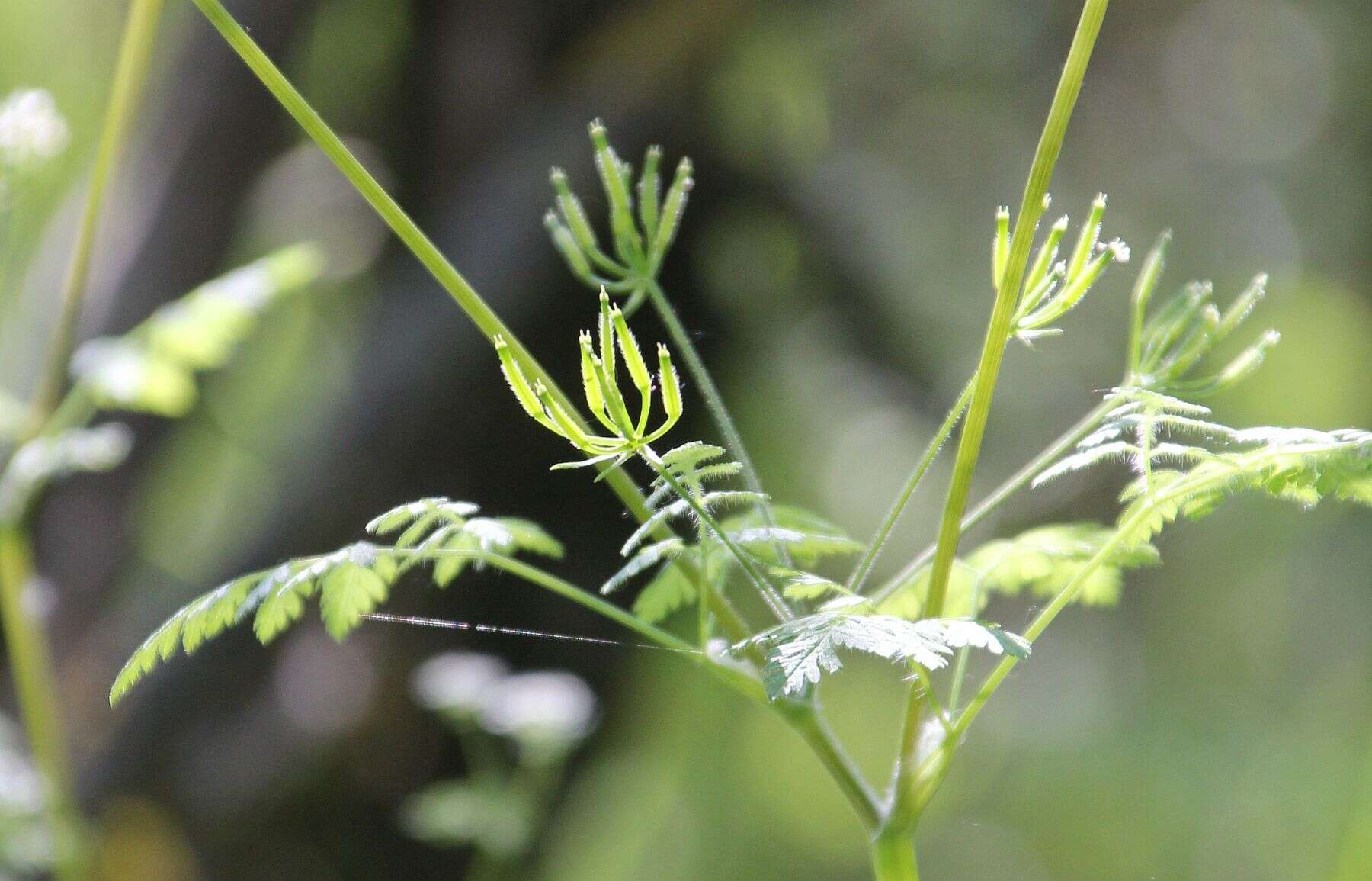 Image of garden chervil