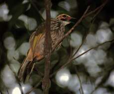 Image of Straw-crowned Bulbul