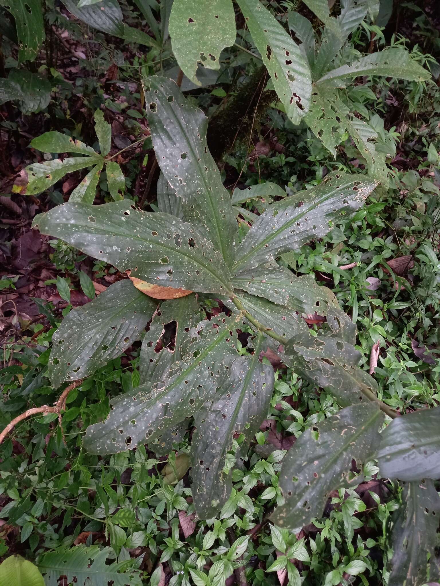 Image of Costus claviger Benoist