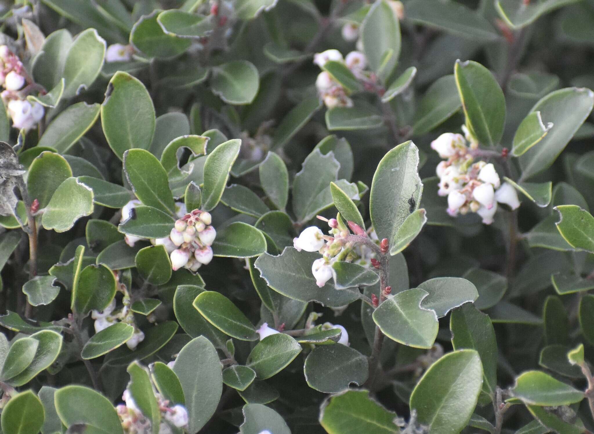 Image of Franciscan manzanita