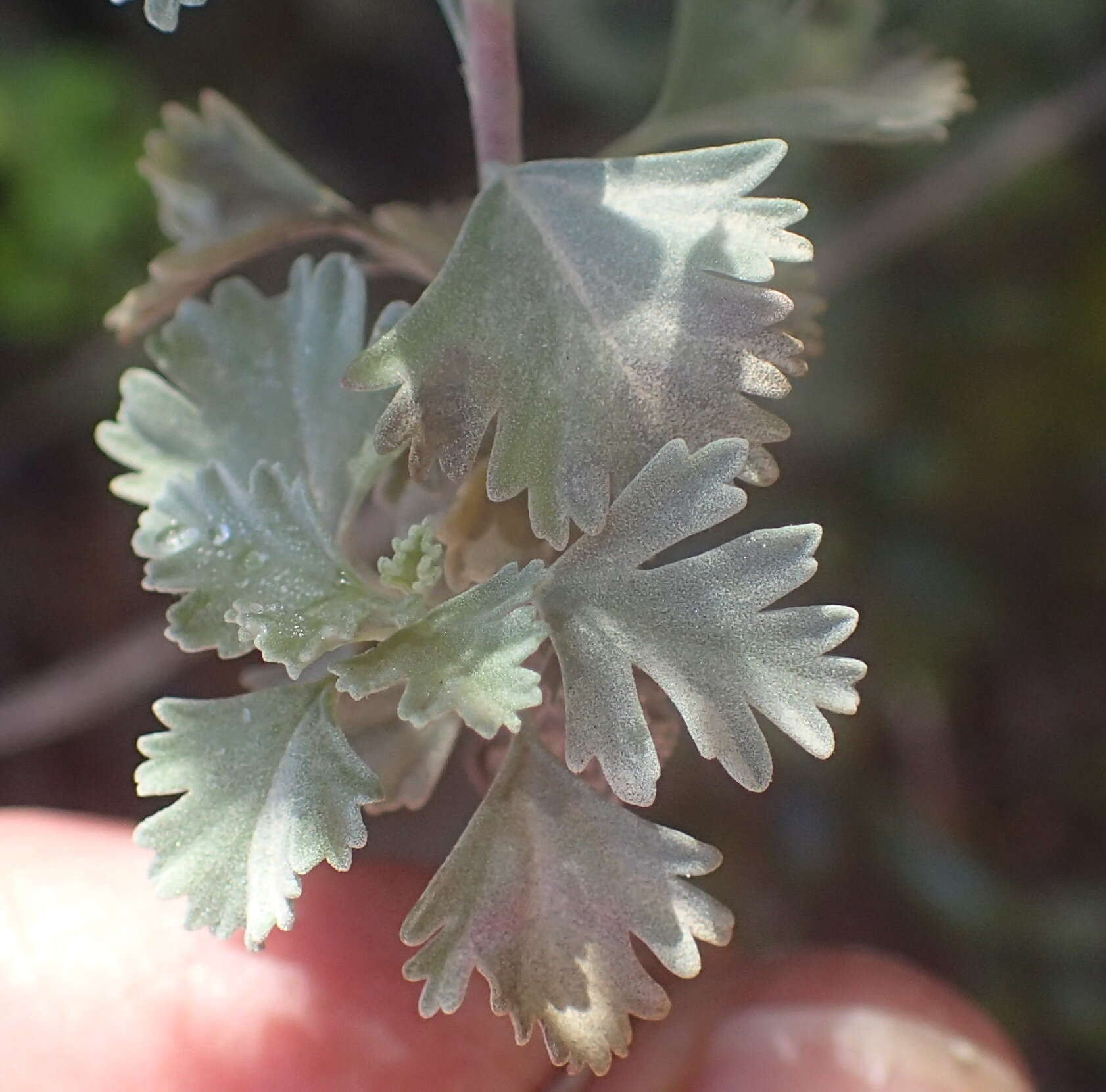 Imagem de Pelargonium exstipulatum (Cav.) L'Her.