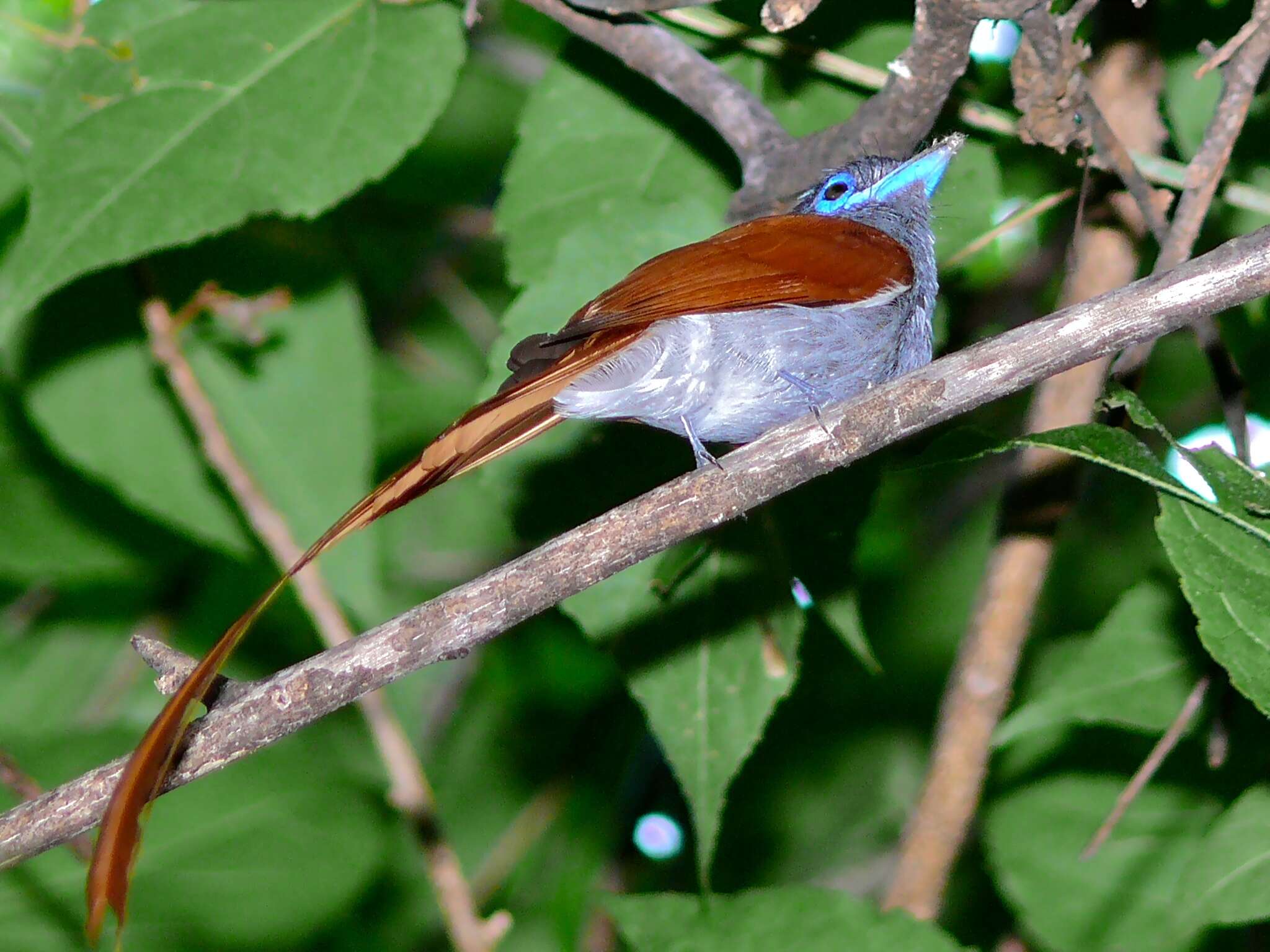 Image of African Paradise Flycatcher