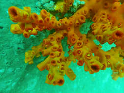 Image of Dendrophyllia ijimai Eguchi 1935