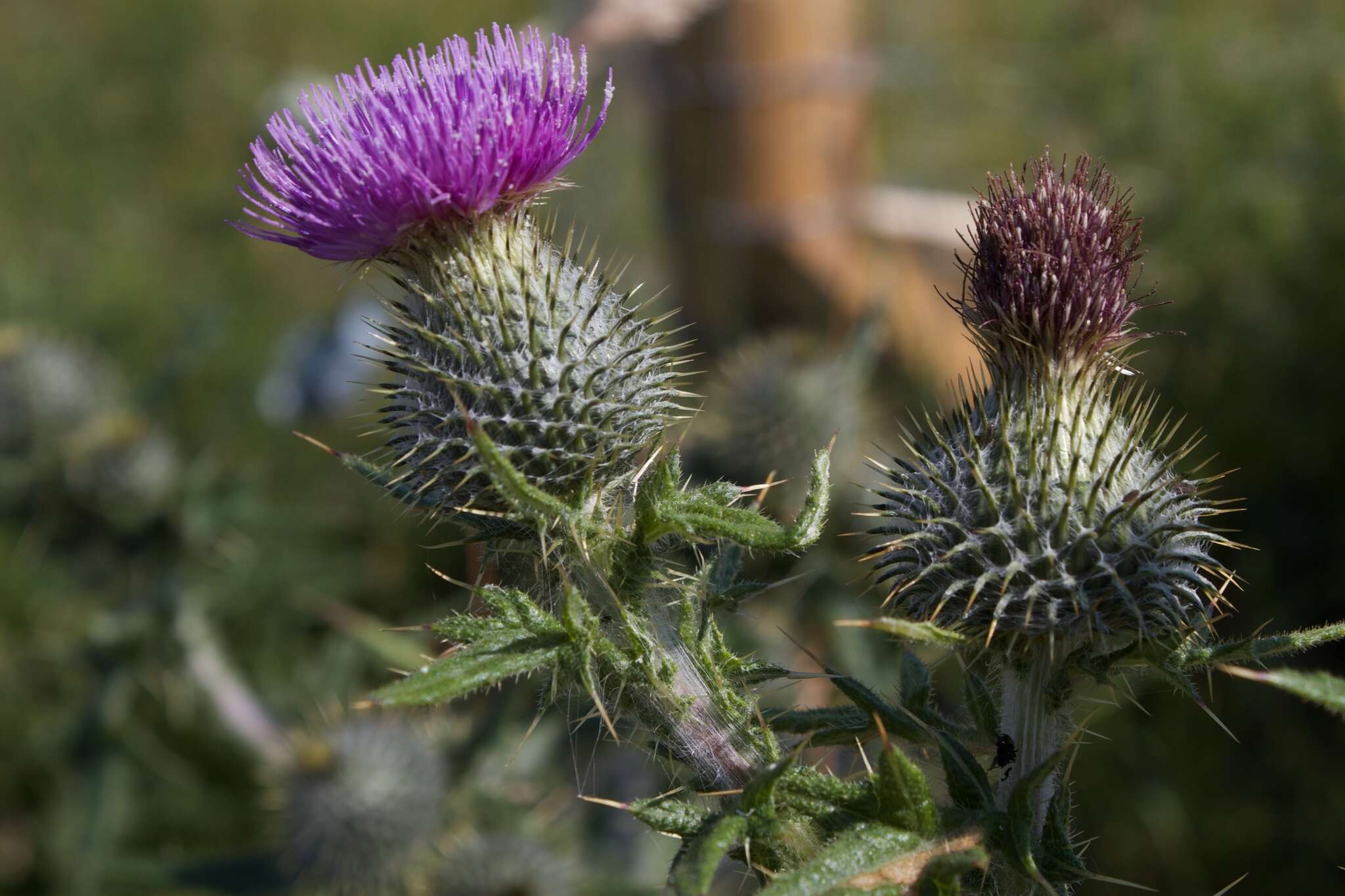 Image of Spear Thistle