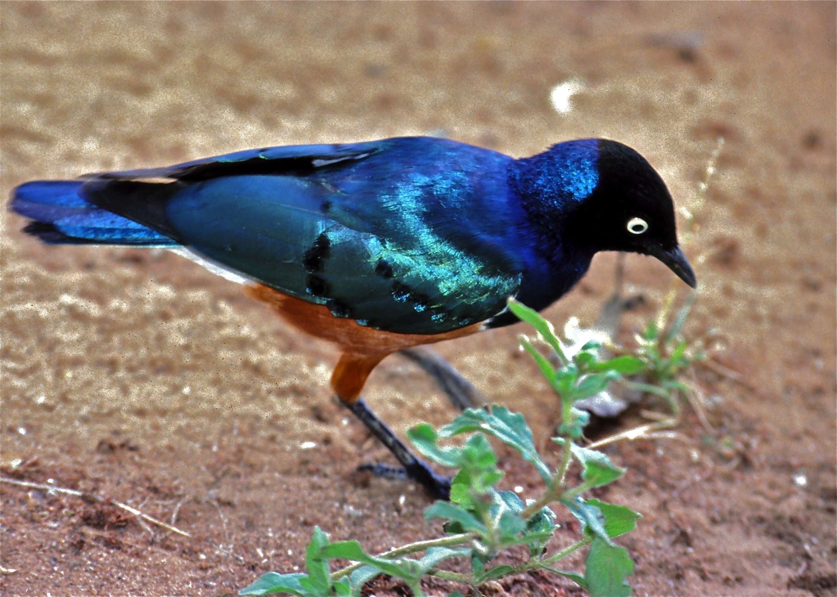 Image of Superb Starling