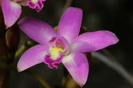 Image of Cattleya rupestris (Lindl.) Van den Berg