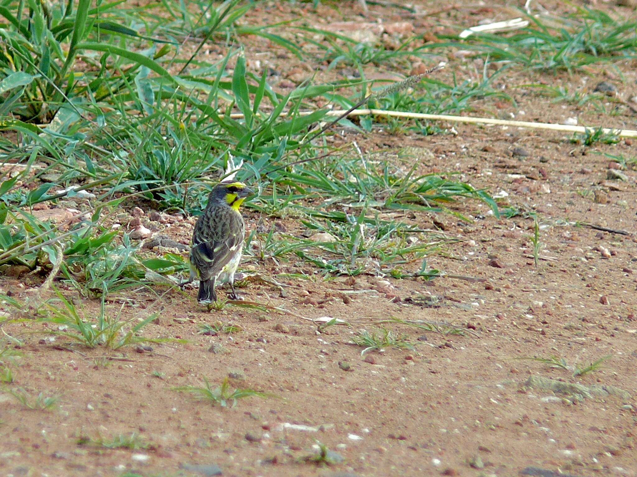 Image of Yellow-fronted Canary