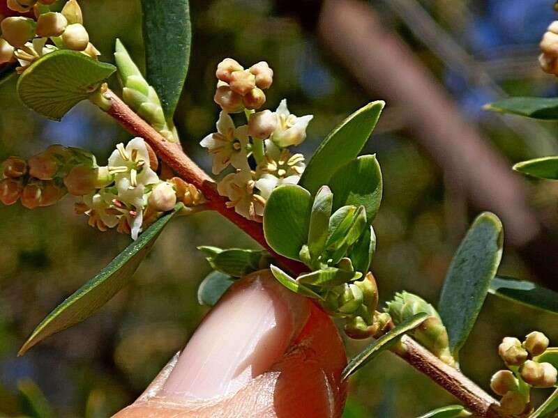 Image of Monotoca elliptica (Smith) R. Br.