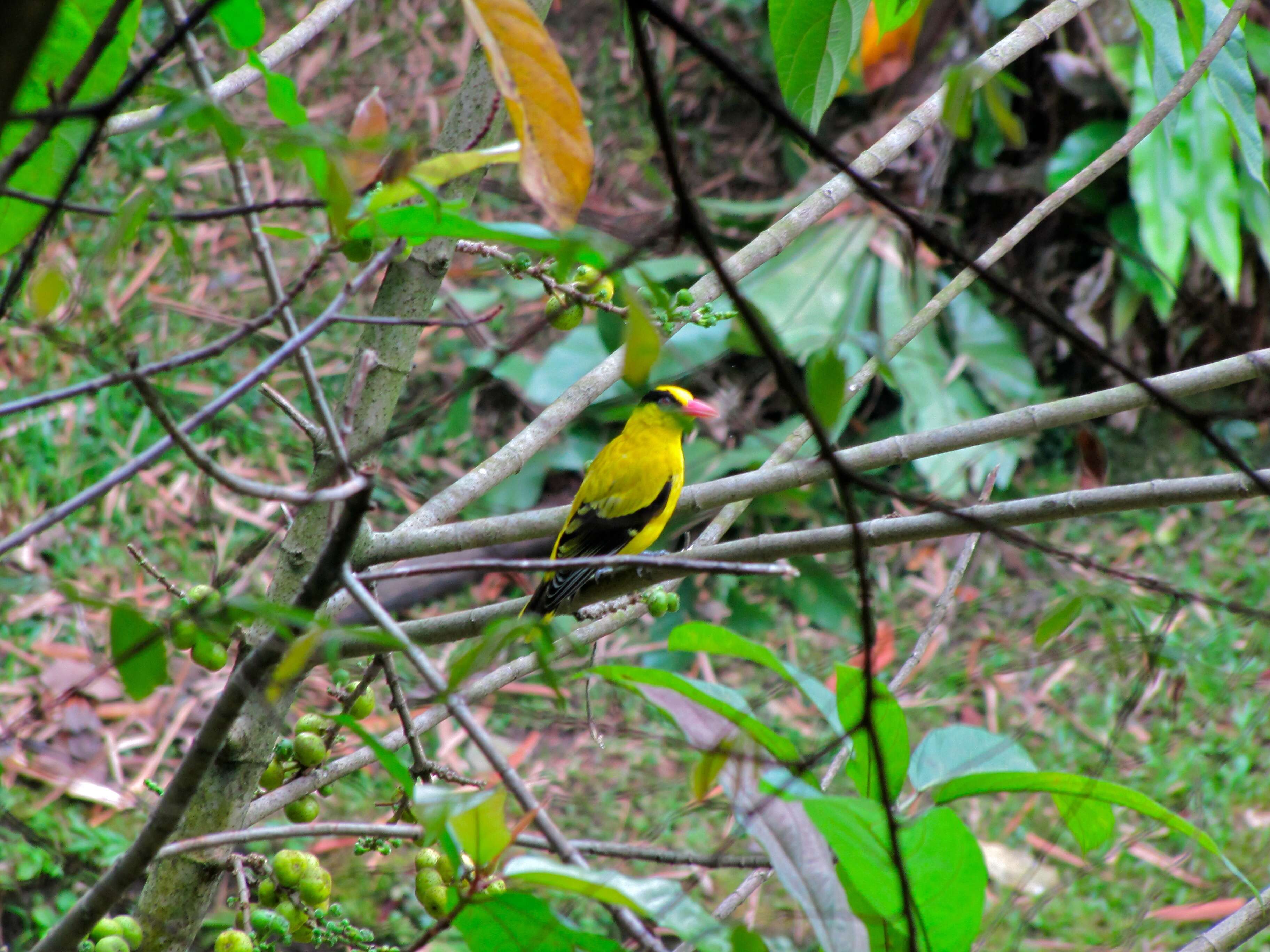 Image of Black-naped Oriole