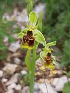 Ophrys fuciflora subsp. bornmuelleri (M. Schulze) B. Willing & E. Willing resmi