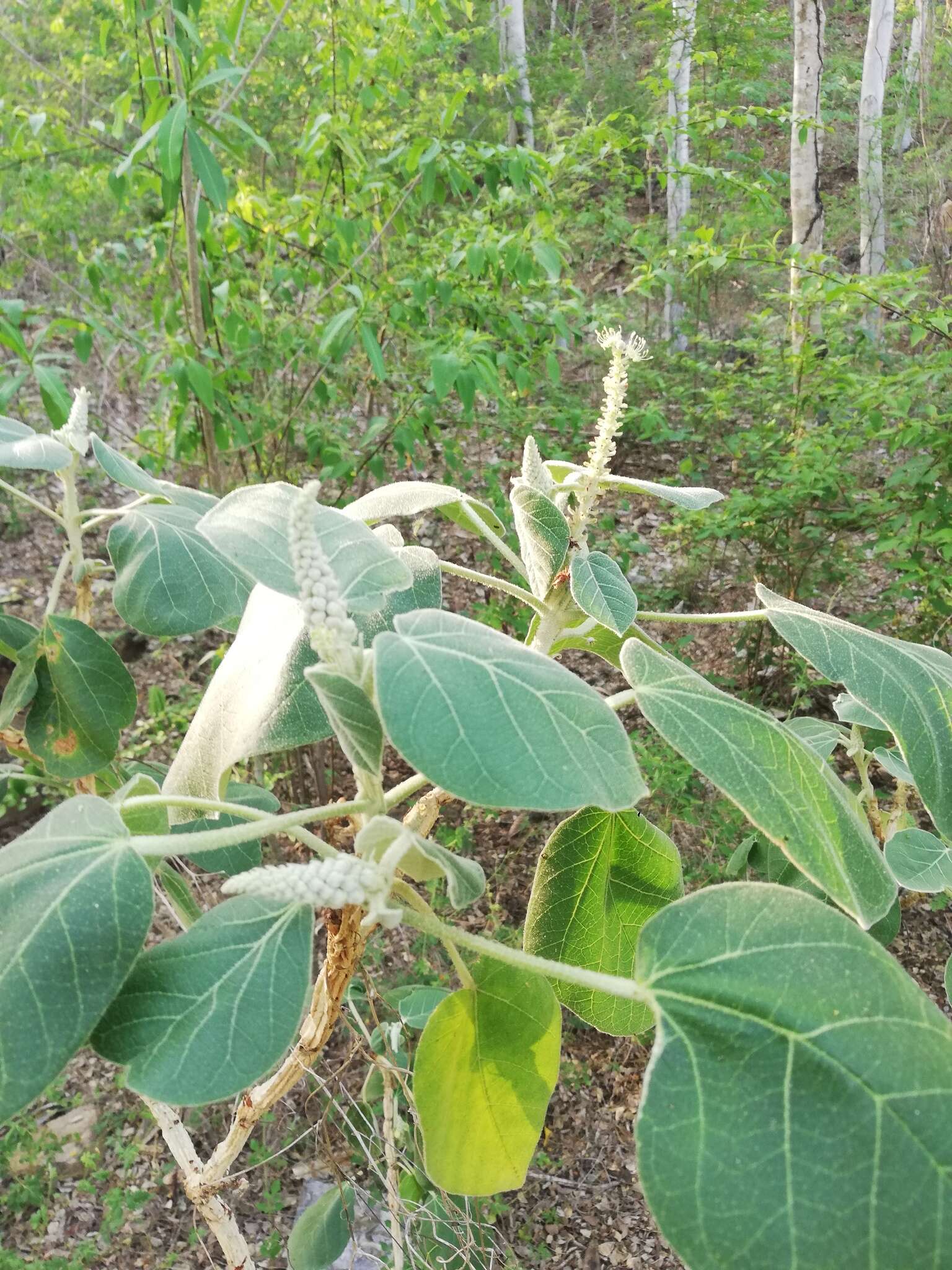 Слика од Croton suberosus Kunth