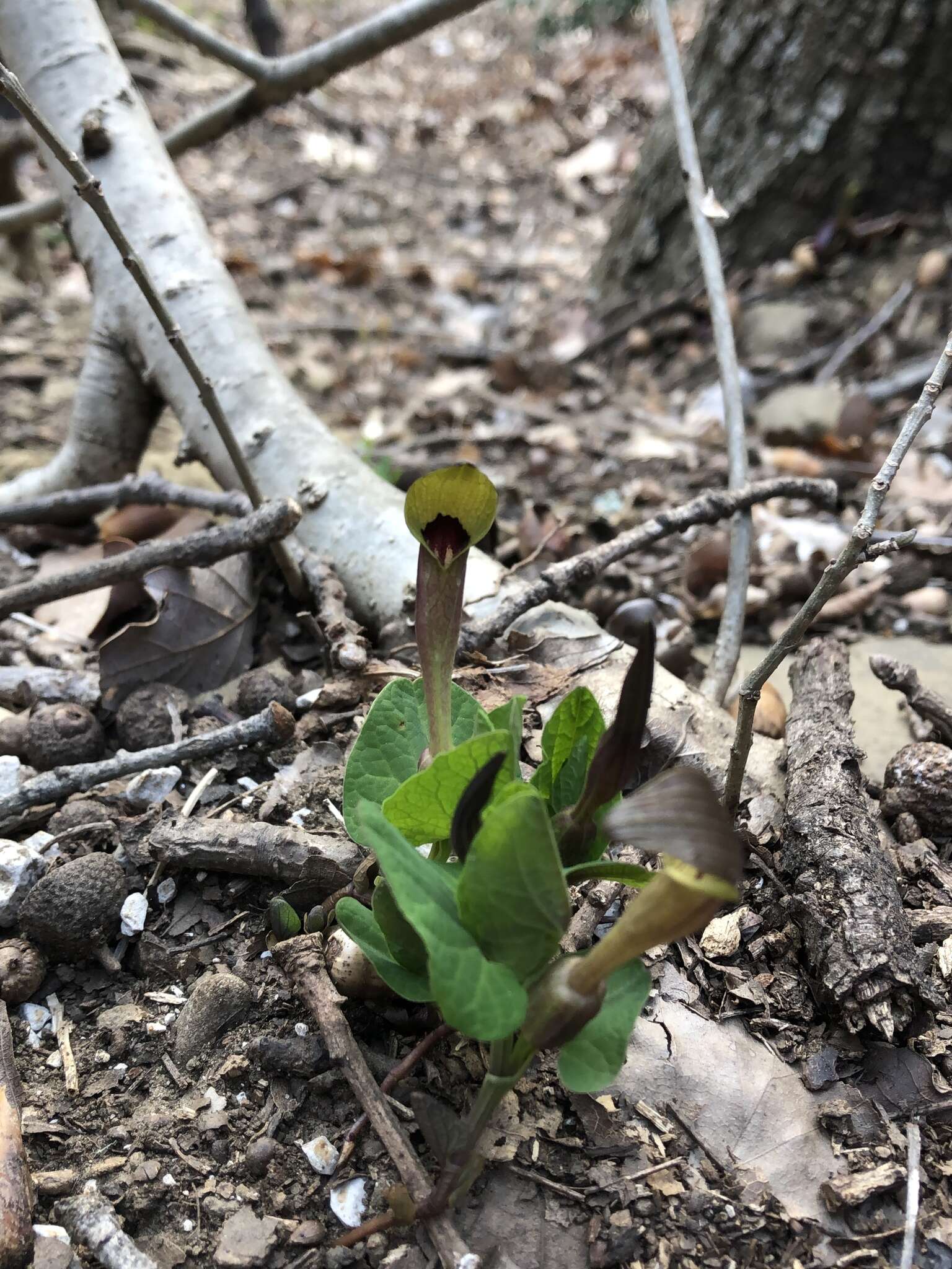 Image of Aristolochia lutea Desf.