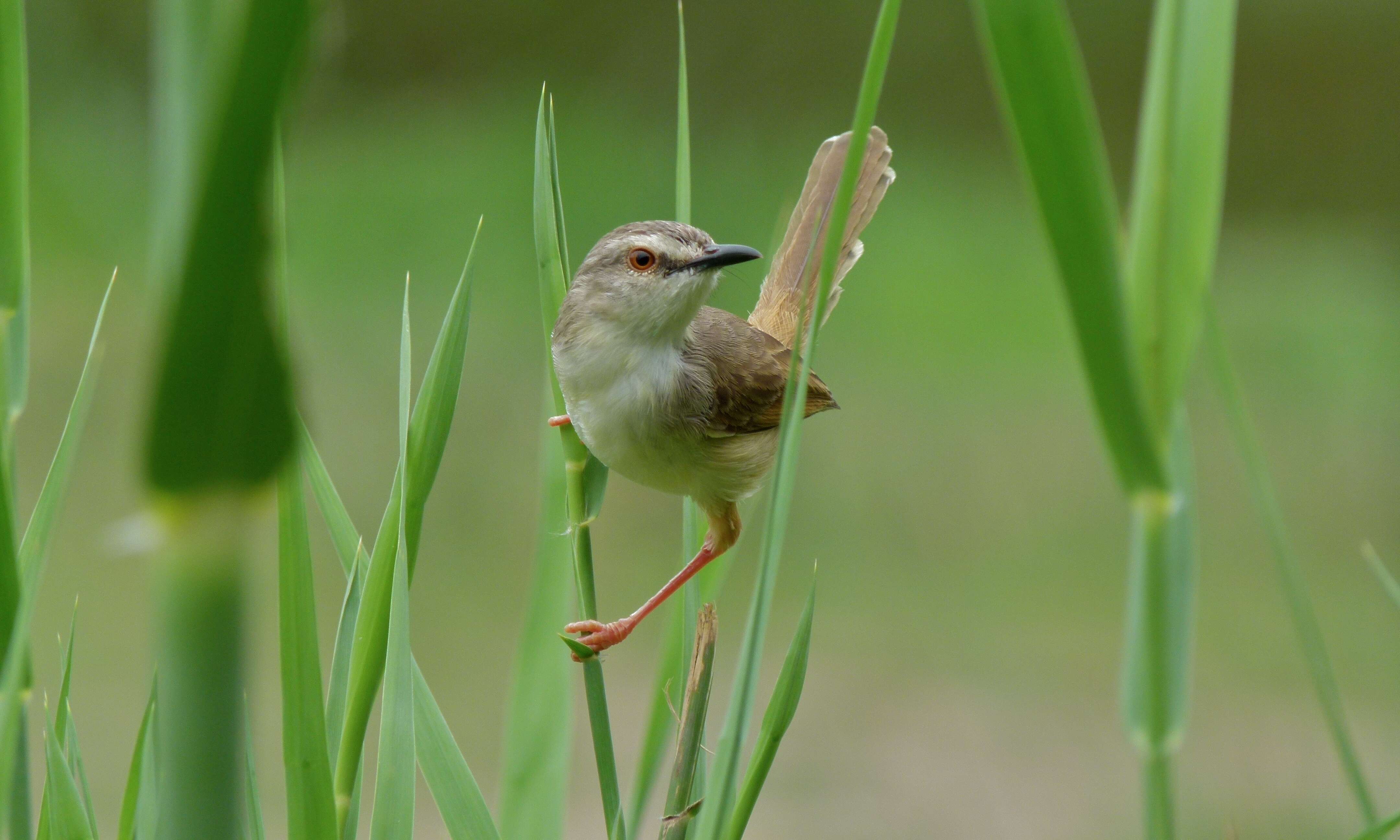 Image of Tawny-flanked Prinia