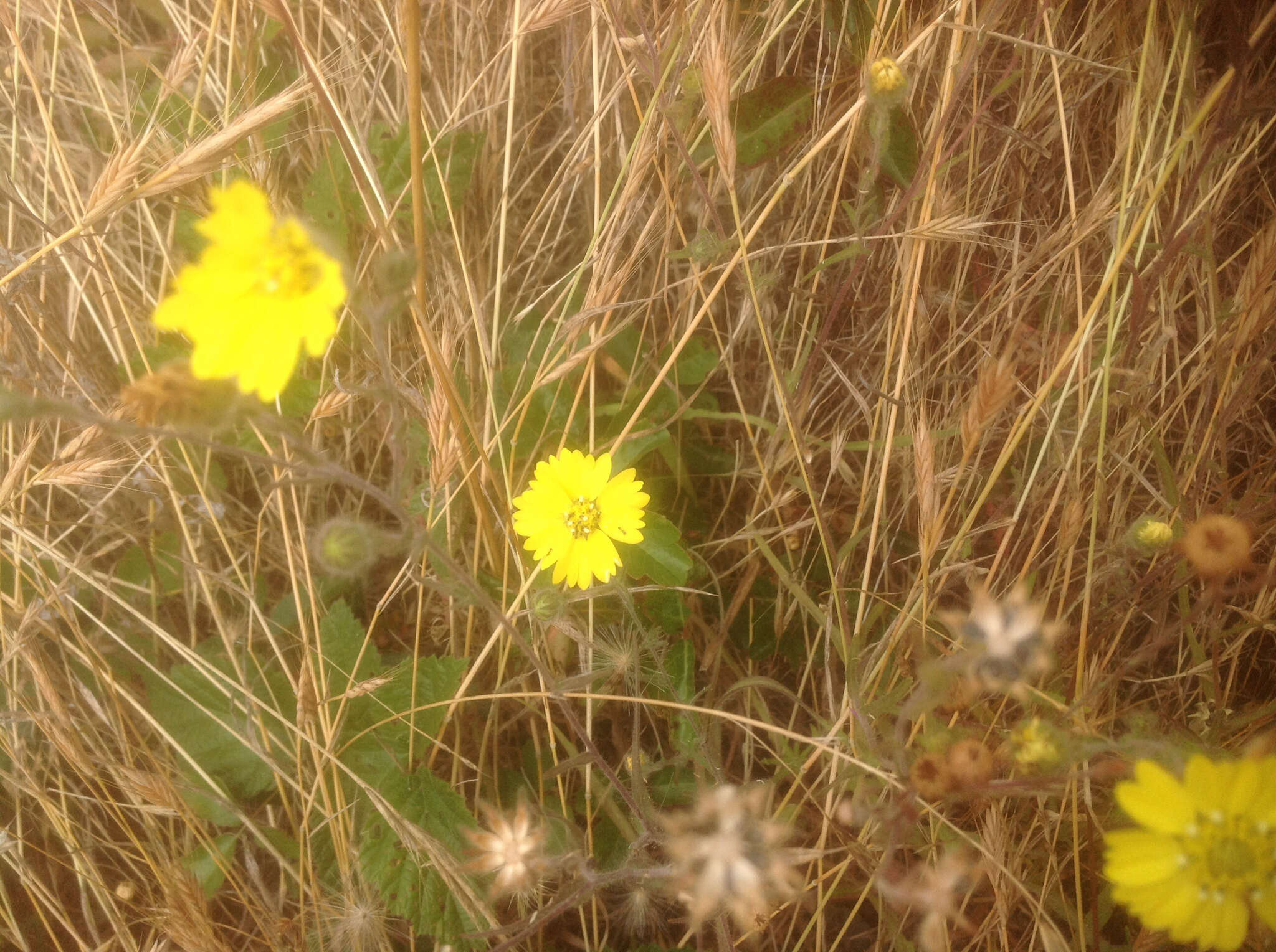 Image of hayfield tarweed