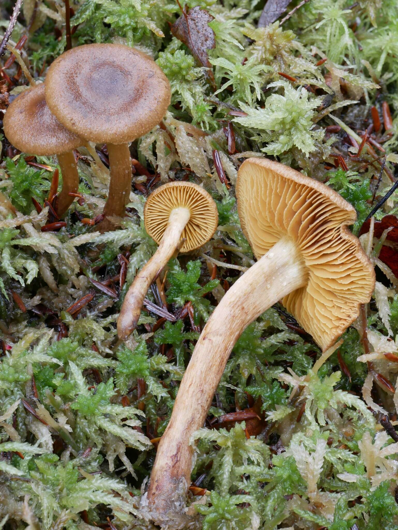 Image of Cortinarius bataillei (J. Favre ex M. M. Moser) Høil. 1984