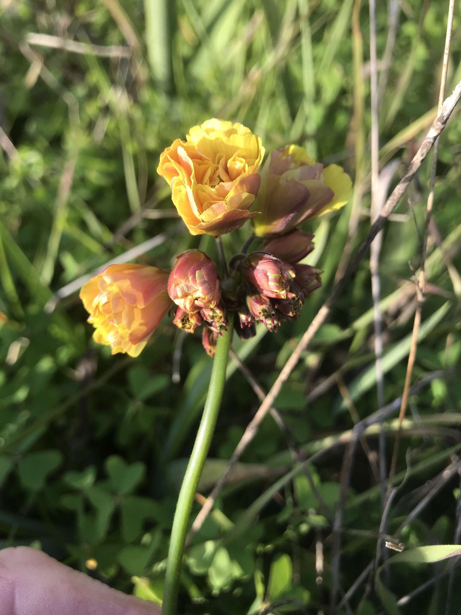 Oxalis pes-caprae L. resmi