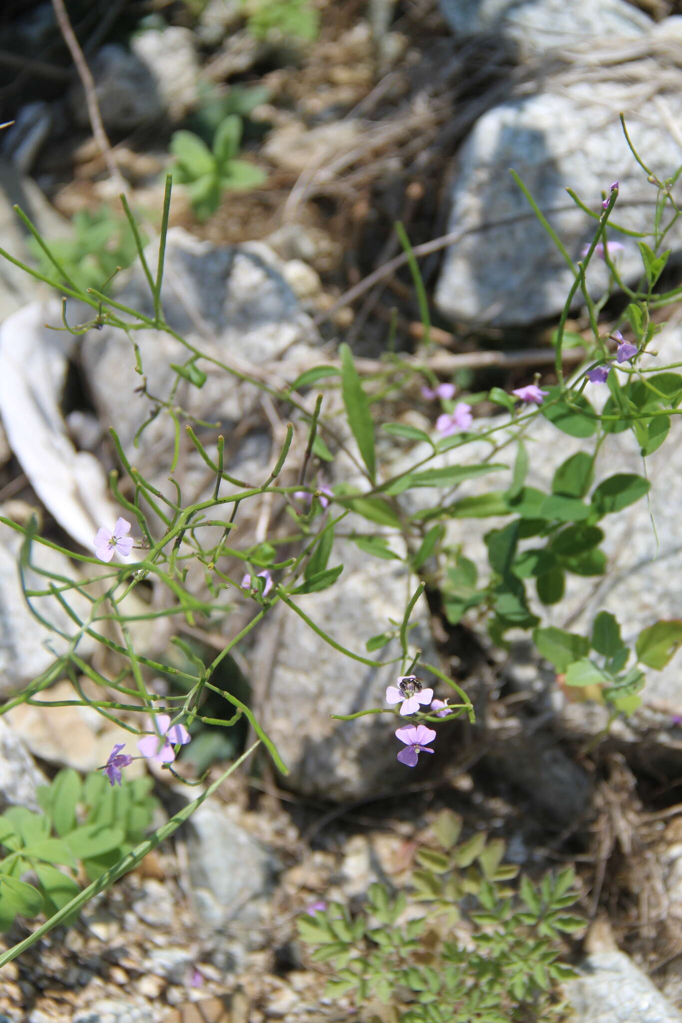 Imagem de Dontostemon dentatus (Bunge) Ledeb.