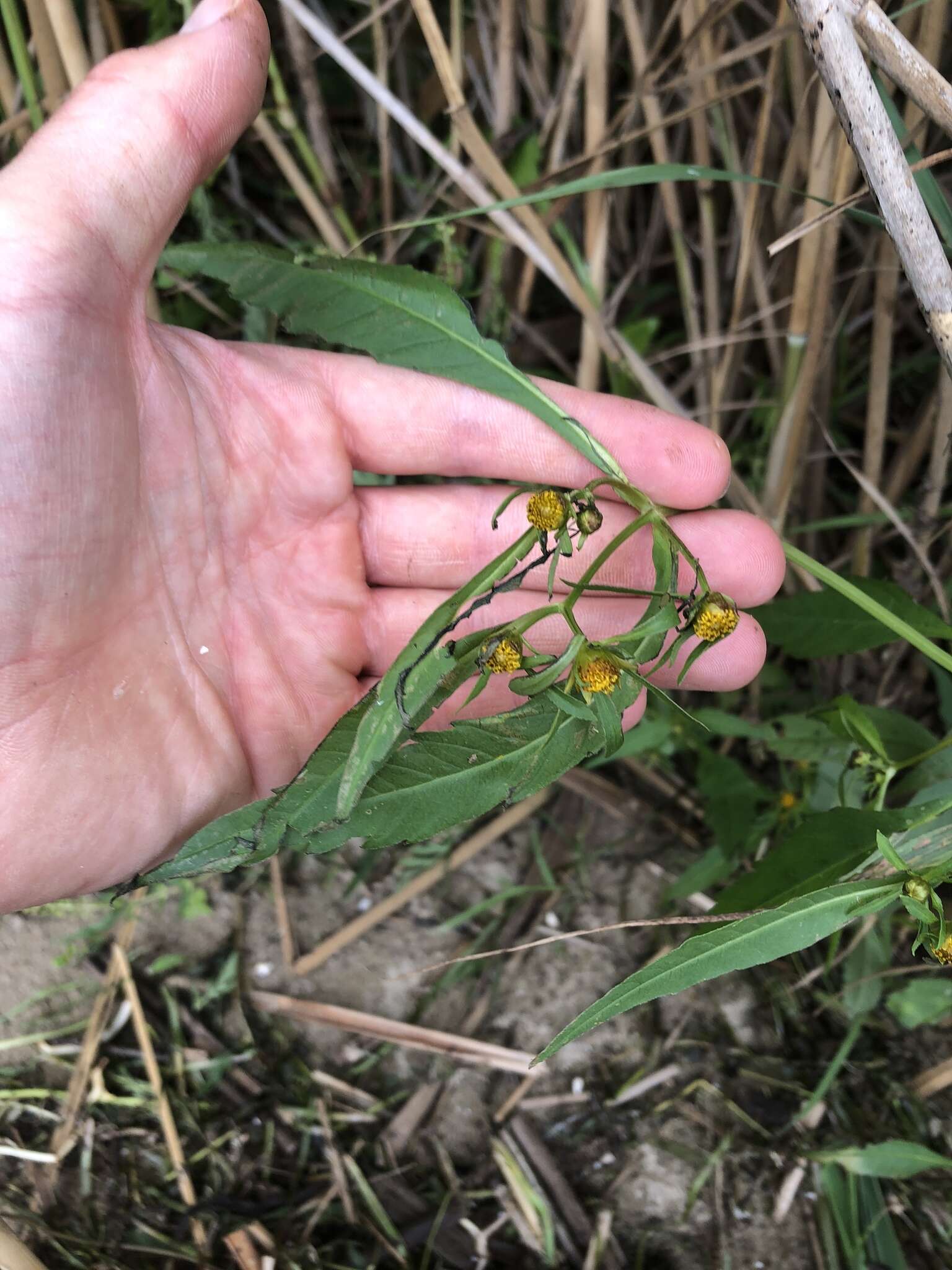 Image of purplestem beggarticks