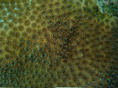 Image of Blushing Star Coral