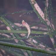 Image of Babakinidae Roller 1973