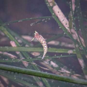 Image of Babakina Roller 1973