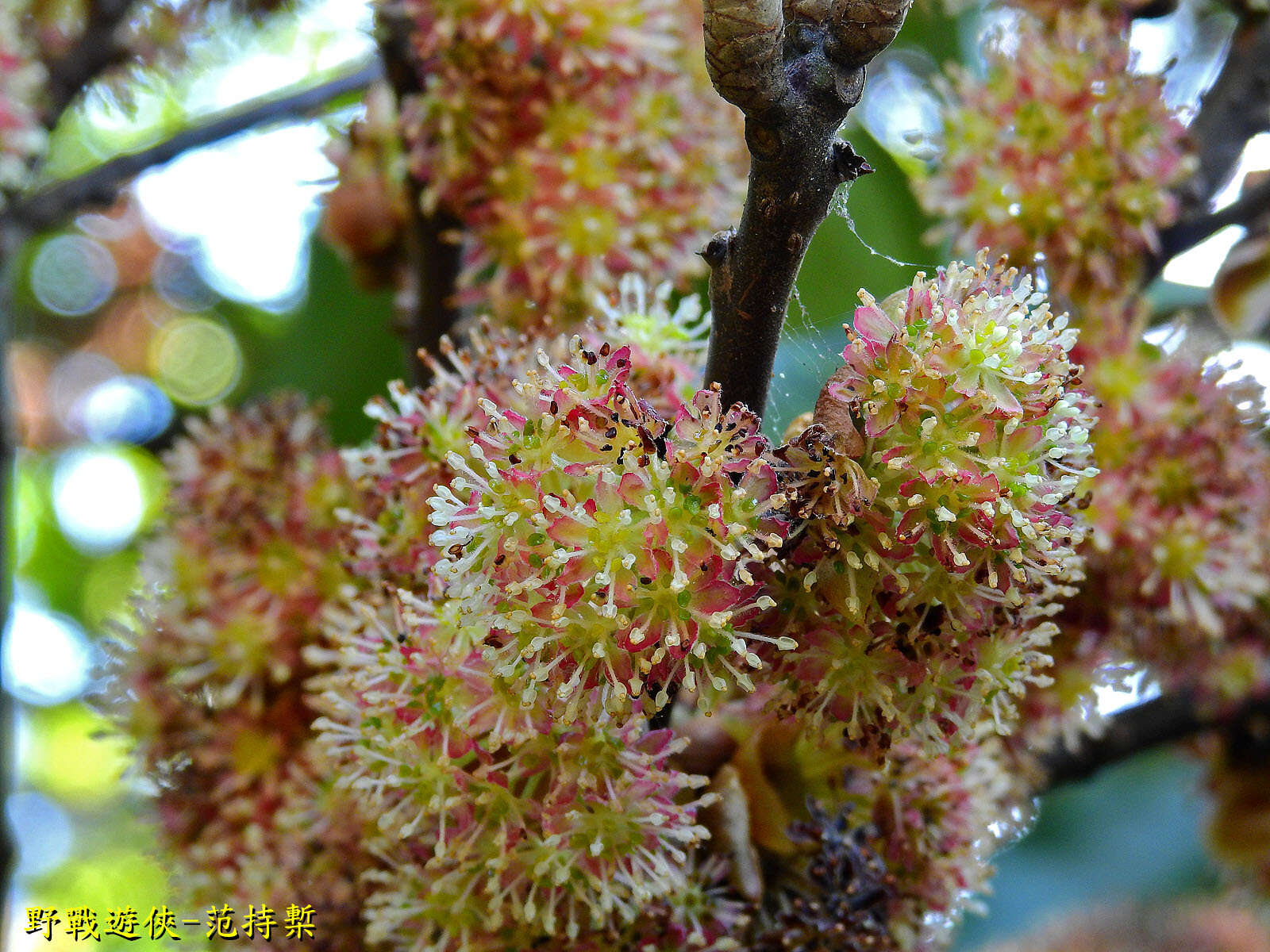 Image of Lindera megaphylla Hemsl.