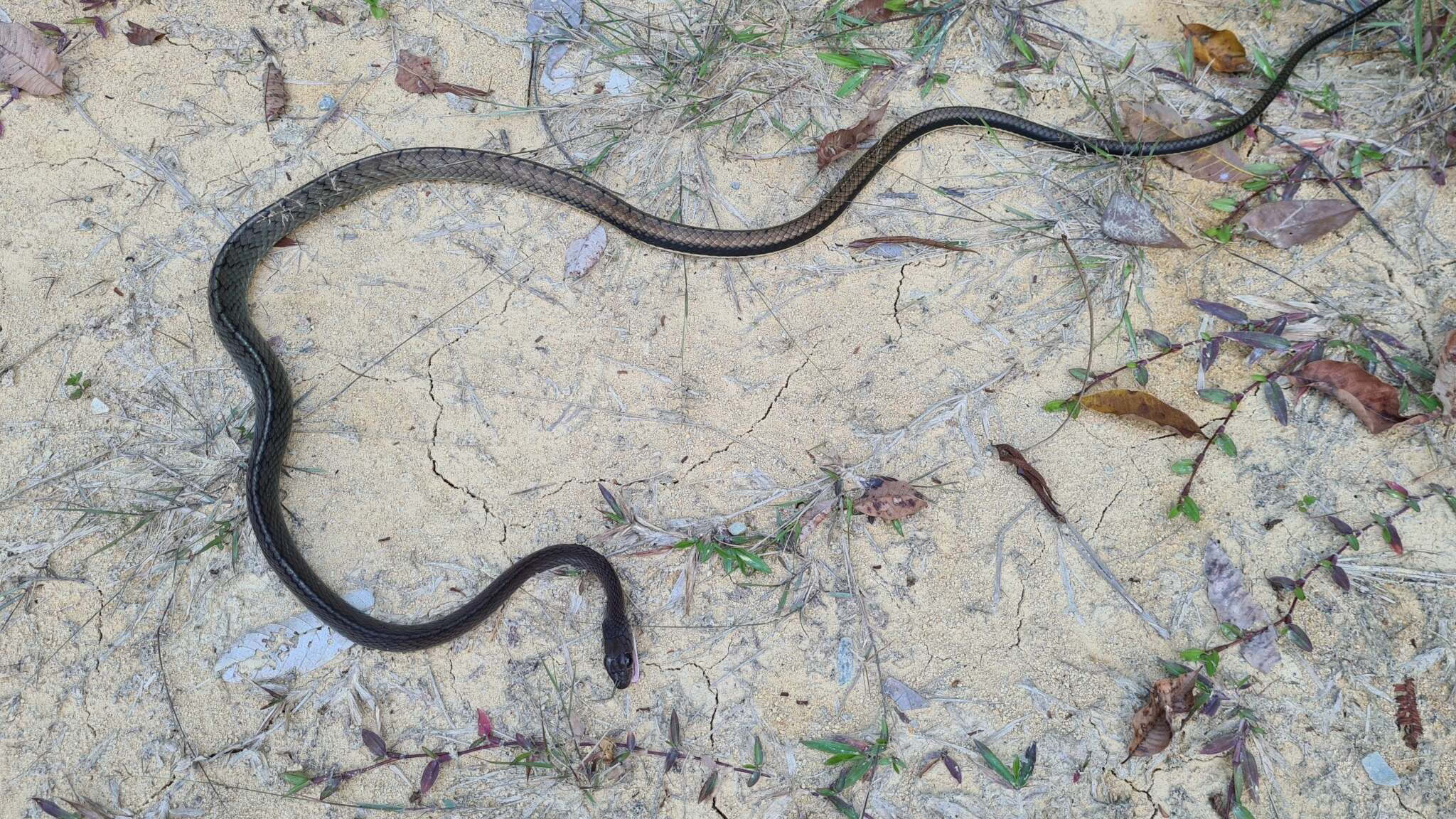 Image of White-bellied Rat Snake