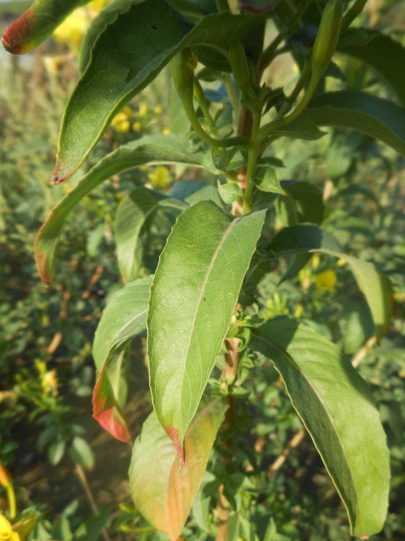 Image of common evening primrose