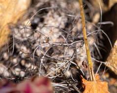 Image of Eriosyce crispa subsp. totoralensis (F. Ritter) Katt.
