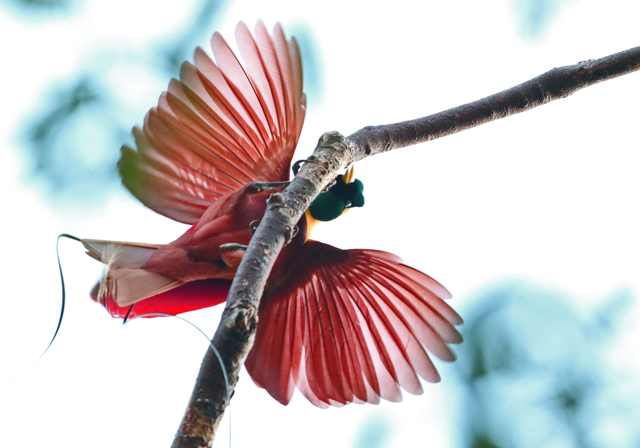 Image of Red Bird-of-Paradise