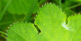 Image of Alchemilla lindbergiana Juz.