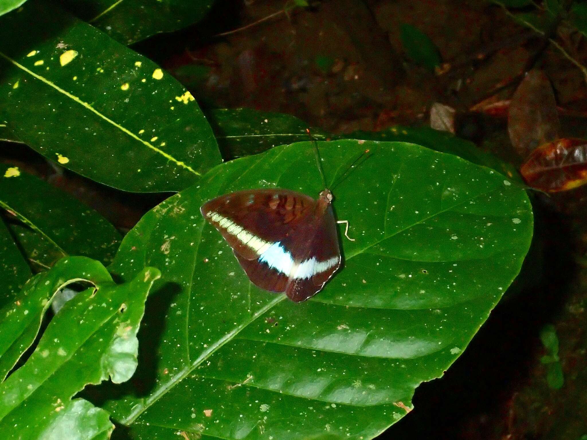 Image of Tanaecia calliphorus Felder 1861