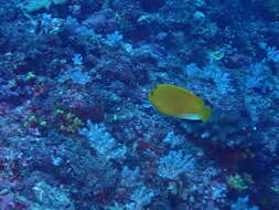 Image of Flagfish