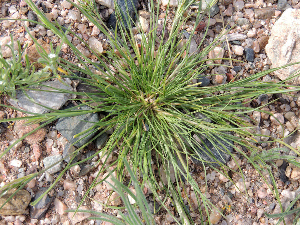 Image of common Mediterranean grass